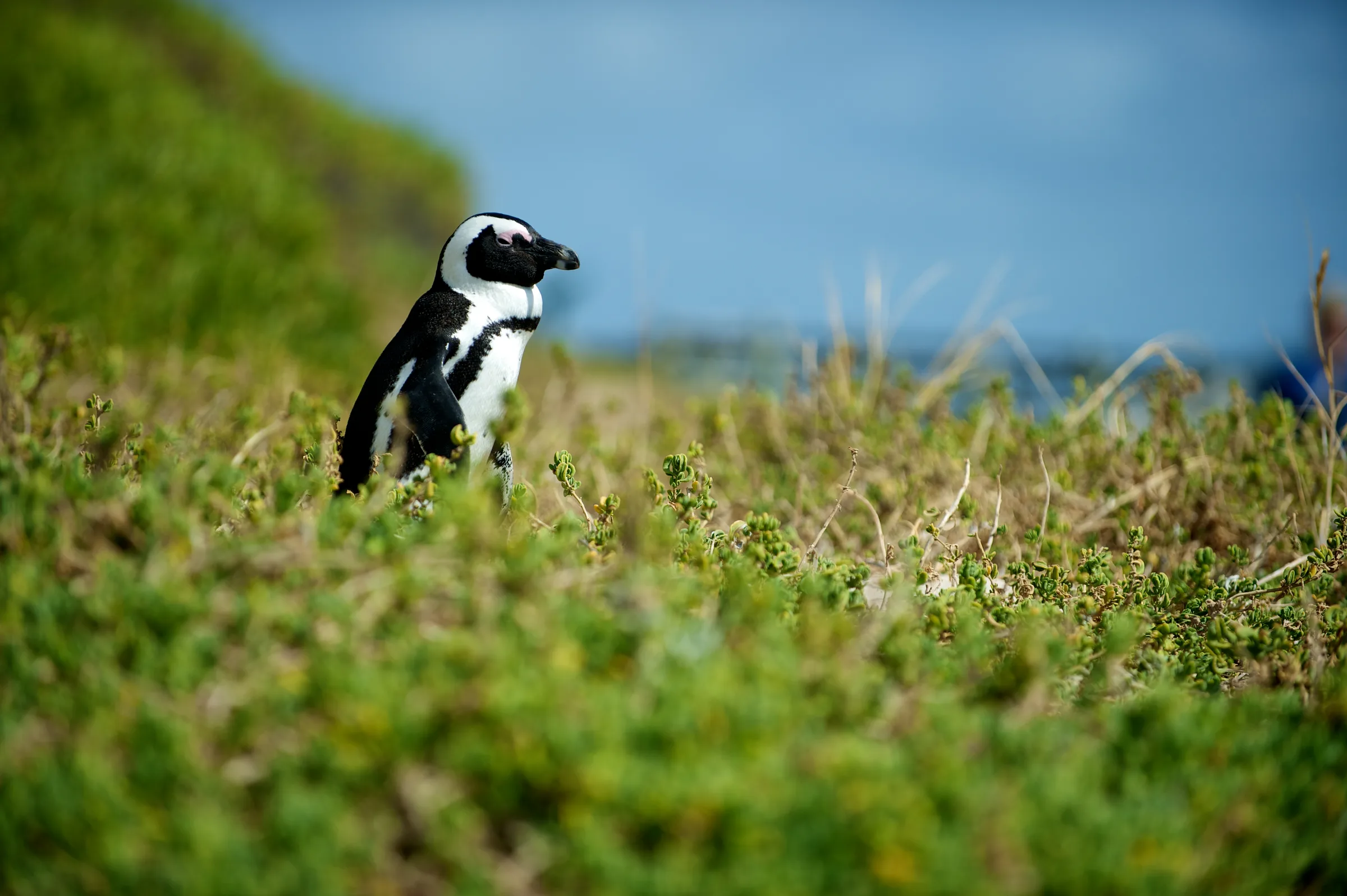 African penguin at Boulders Beach, Simon’s Town, a regular Cape Town incentive excursion