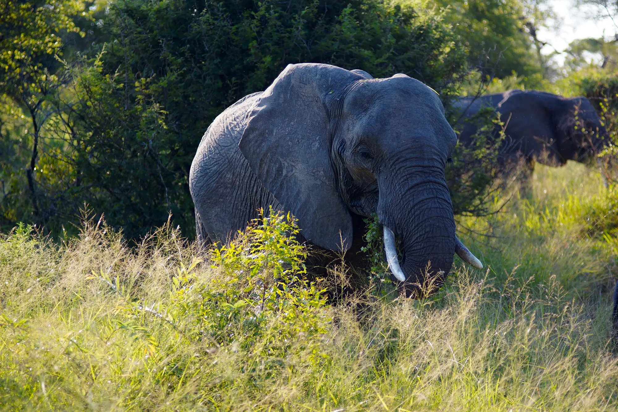 Elephants on a game drive at Sabi Sabi, photographed on a safari incentive programme